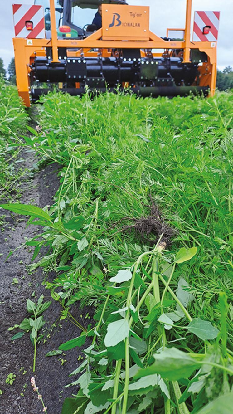 Son système d’arrachement permet d’aller au plus bas de la culture.