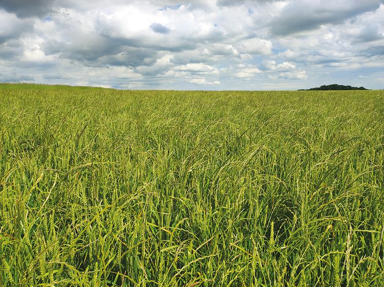 Une parcelle envahie de ray-grass.