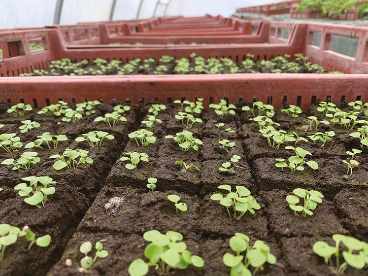 En maraîchage, l’autonomie passe par l’autoproduction de plants et de semences.