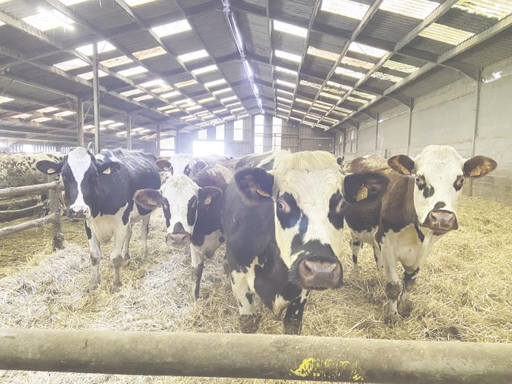 Les vaches de race normande, sélectionnées pour le jugement, illustrent parfaitement les critères morphologiques évalués lors du concours.