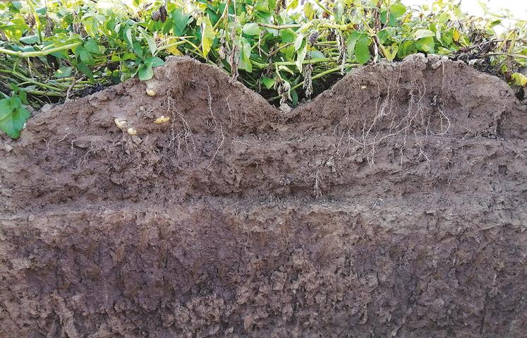 Sur la ferme France, la pomme de terre n’est pas la culture la plus émettrice de GES.