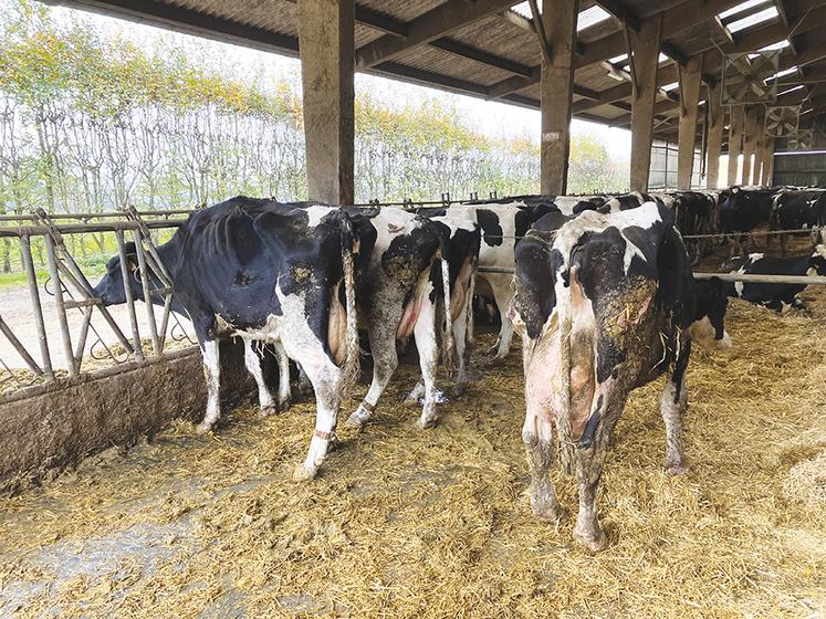 Une quinzaine de vaches malades dans un élevage laitier près de Forges-les-Eaux. Noter l’amaigrissement et la voussure du dos car les animaux ont des lésions sous les pieds.