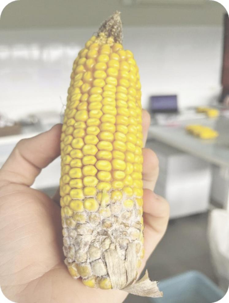 Le hachage des résidus de maïs présente également d'autres intérêts, notamment celui de la réduction des risques fusarioses-mycotoxines.