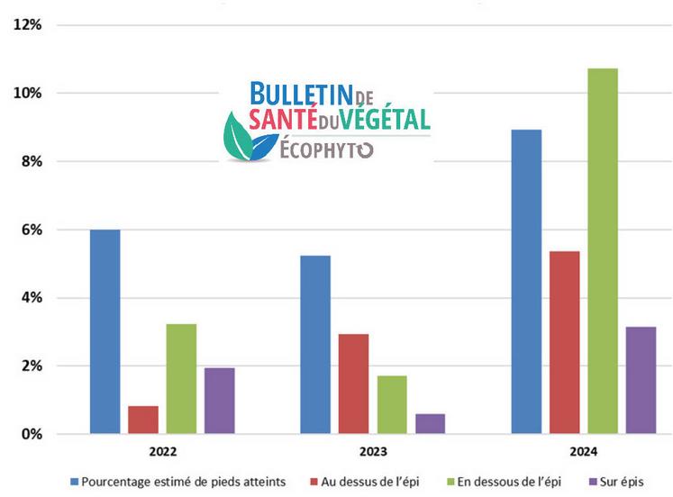 Fréquence de pieds en présence des larves de pyrales et répartition de l'intensité d'attaque.