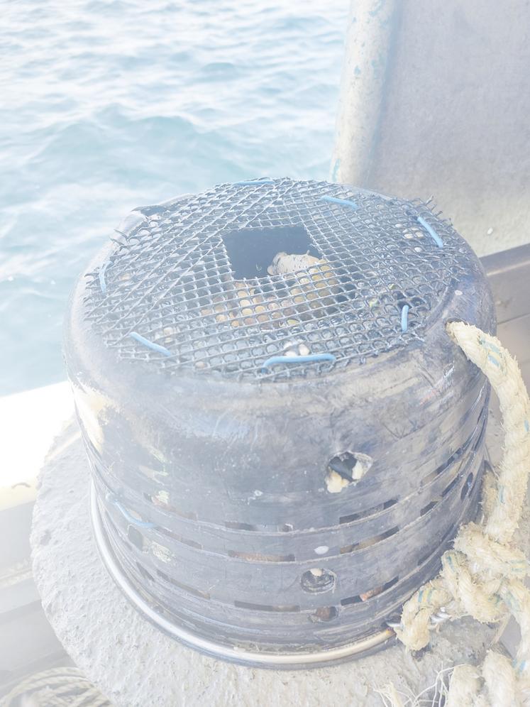 La pêche au casier, avec son faible impact sur les fonds marins, permet de capturer exclusivement les bulots.