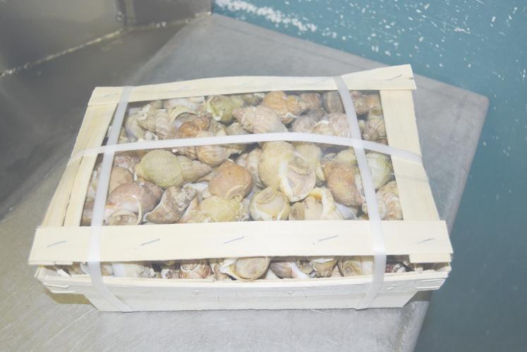 Les caisses de bulots sont vendues à partir d'1 kg jusqu'à 20 kg.