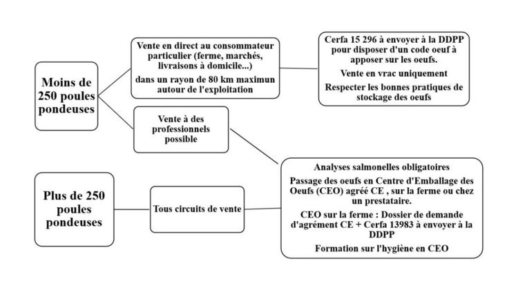 Pour la vente d'œufs, les démarches dépendent du nombre de poules pondeuses et des circuits de vente.