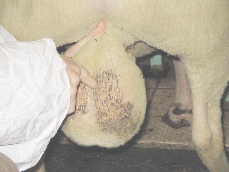 La grande majorité des béliers malades de la FCO semble avoir récupéré ses capacités de reproduction trois mois après la maladie.