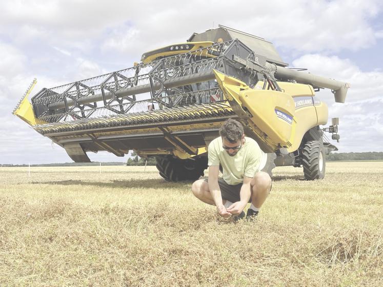 Récolte de lentilles.