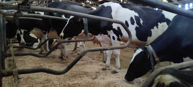 Les vaches apprécient le confort du miscanthus dans les logettes.