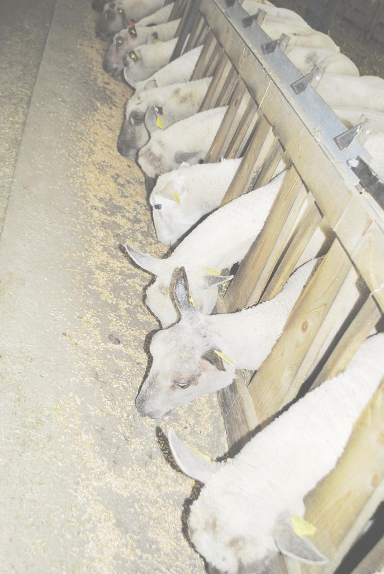 La distribution quotidienne d'un CMV suffisamment riche en sélénium en fin de gestation rétablit le statut des brebis.