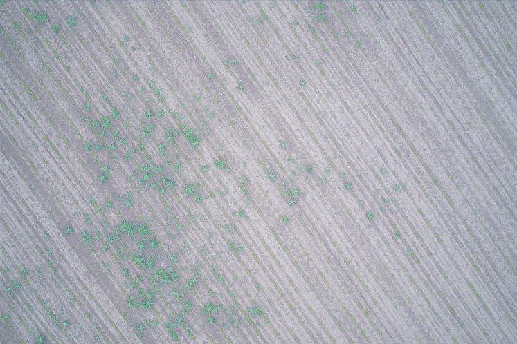 La prestation Abelio permet de repérer les chardons dans les betteraves.