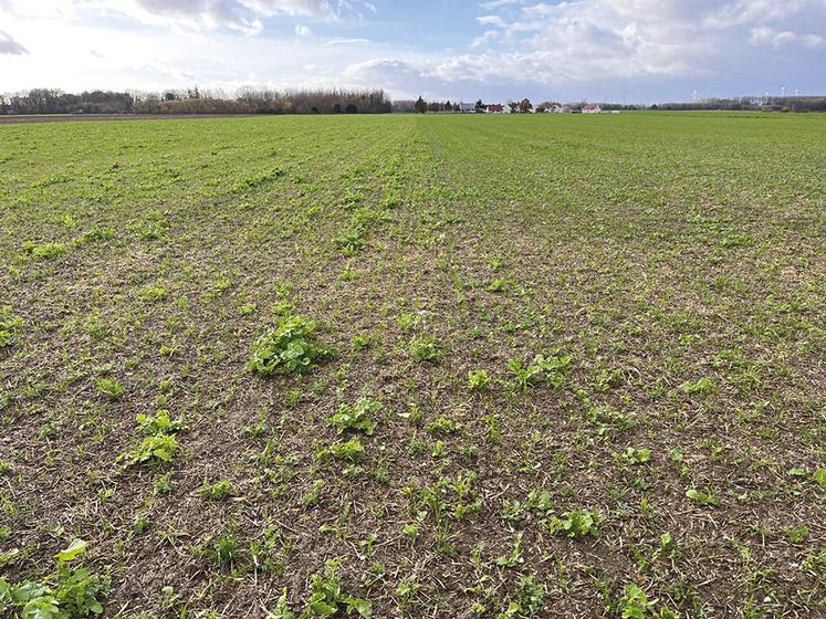Couvert d’hiver. L’agriculteur a modifié ses rotations historiques pour introduire davantage de couverts.