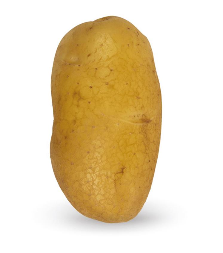 La Lady Jane fait partie des variétés qui ont montré de bons résultats ces dernières années. Il dispose désormais d’un bâtiment dédié pour l’abriter afin de passer des lots toute l’année.