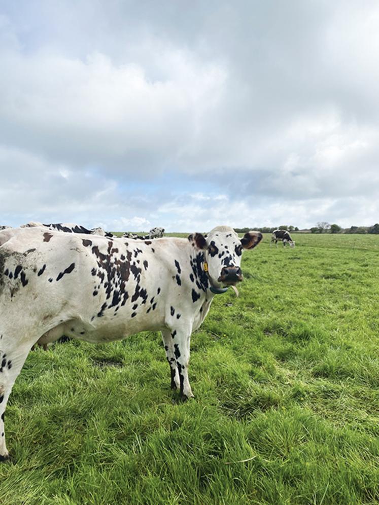Normande au pâturage.