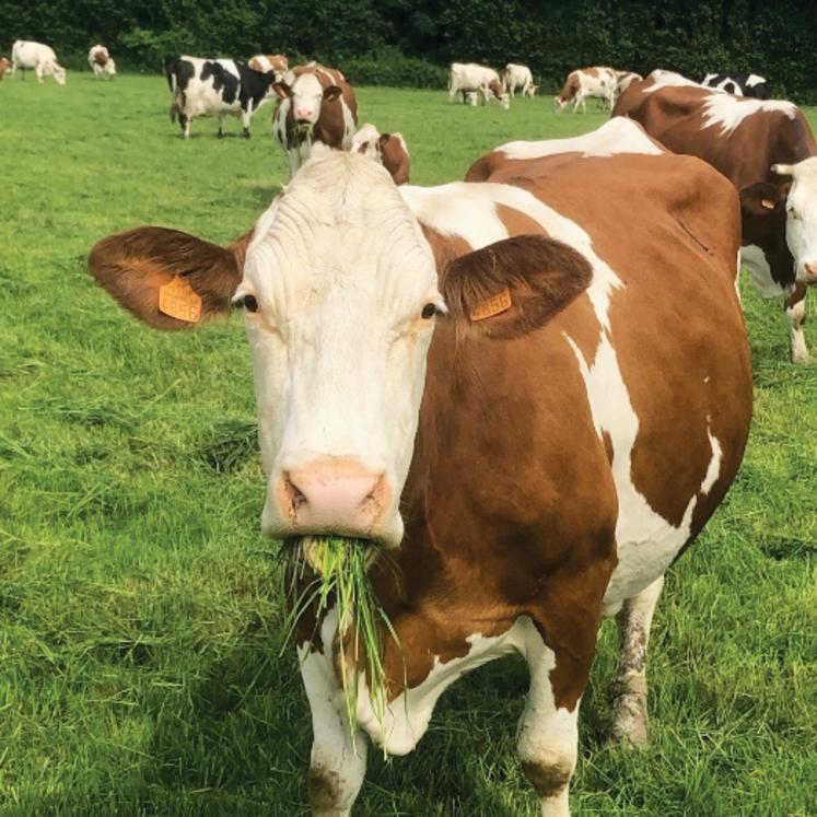 Montbéliarde au pâturage.