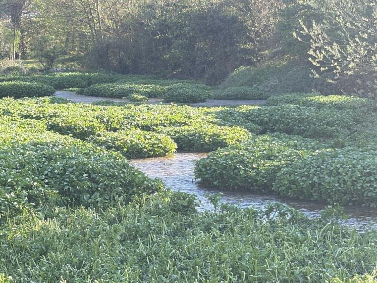 Le cresson, seule salade d'hiver, est très apprécié des Veulais et des nombreux touristes de passage, à commencer par les Anglais, grands consommateurs de cette plante potagère de la famille des Brassicacées.