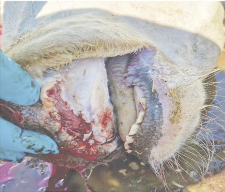 Cas de fièvre aphteuse. Cette nouvelle alerte doit être prise avec le plus grand sérieux, en particulier à l'heure où les pathologies qui entraînent des symptômes analogues pour partie à la fièvre aphteuse sont très présentes, FCO et MHE