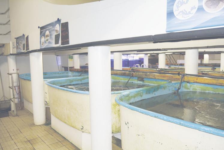 L'association élève ses bars et turbots depuis leur stade larvaire.