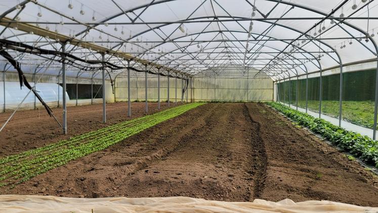 " Je fais mes plants moi-même : tomate, poivron... sauf rares exceptions ", partage Ludovic Jourdain. " La semaine prochaine, je vais multiplier mes cultures pour organiser une rotation et rester autonome dans mes productions. "