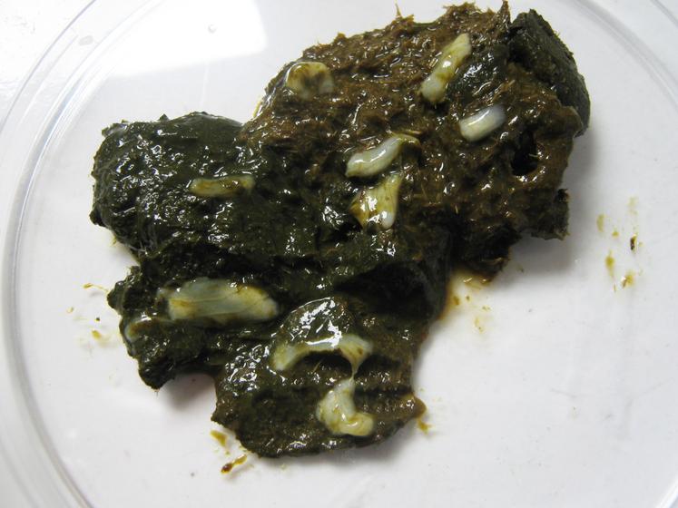 La présence d'anneaux de ténias dans les crottes, qui prennent la forme de grains riz est un signe.