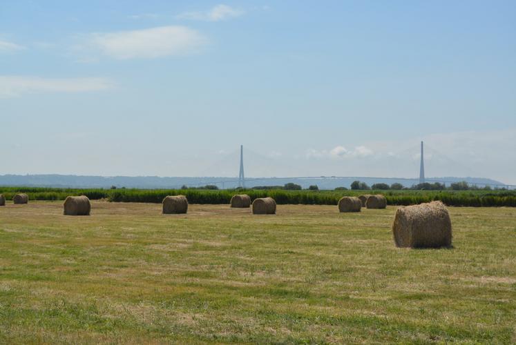 Pour beaucoup d'éleveurs, l'autonomie fourragère de leur troupeau dépend du marais de l'estuaire de la Seine.