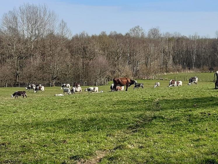 Tour de déprimage à Bellou-en-Houlme (61).