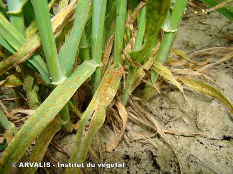 Rouille naine sur les feuilles du bas.