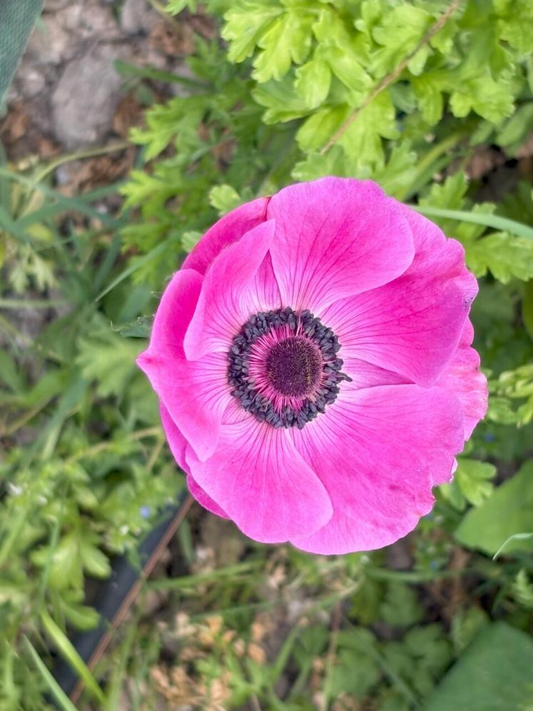 Cette année, la météo est très clémente pour les fleurs.