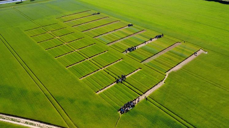 Une visite inédite de plateforme d'essais multipartenariale a eu lieu, jeudi 15 mai, près de Caen, afin de permettre aux liniculteurs "de se former, s'informer et progresser" sur la conduite  du lin d'hiver.