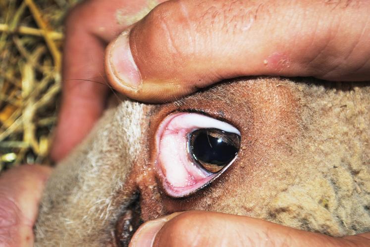 Une muqueuse rosée n'est pas un signe de mauvaise santé.