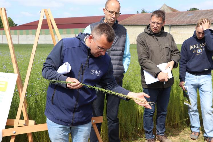 Visite plateforme essais lin d'hiver Cintheaux Calvados AGPL Arvalis 2025