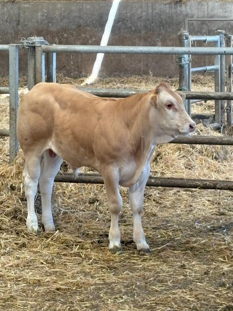 L'impact d'une estimation erronée du poids vif : ce veau a été estimé à l'œil par les éleveurs présents. Il est ensuite passé sur la bascule de pesée. Il pèse 270 kg.