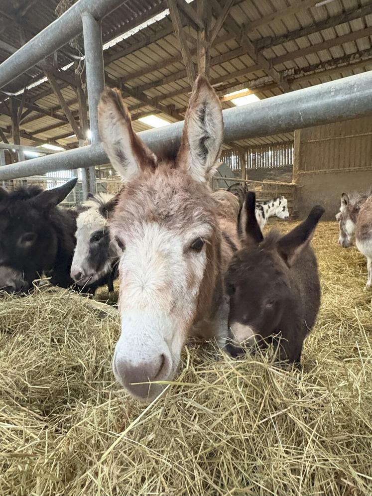 Les ânes miniatures ont la particularité de calmer les enfants.