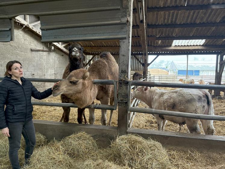 Balthazar et Dune, les dromadaires, ont les bovins comme voisins.