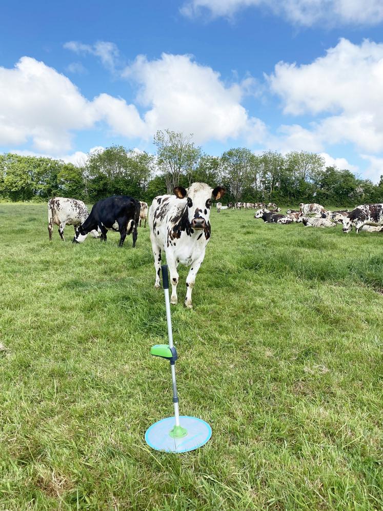 Vaches normandes au pâturage le 16 mai sur une exploitation mesurée dans la Manche.
