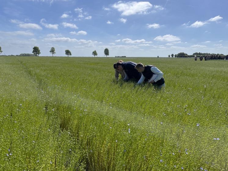 L'oïdium est présent dans de nombreuses parcelles de lin d'hiver et de printemps.