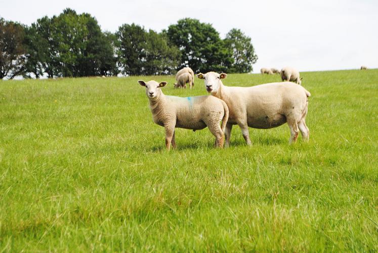 Le risque est maximal 10 à 15 jours après un violent orage entre les mois de juin et de septembre.