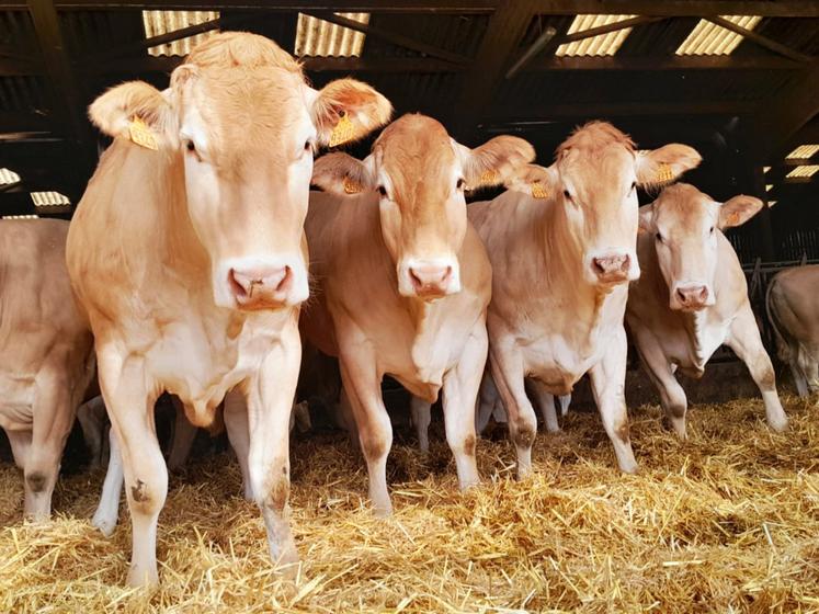 L'élevage des Corruble comprend une centaine de blondes d'Aquitaine.