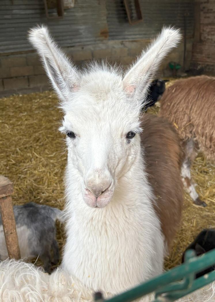 Les enfants adorent aller se promener avec les lamas.