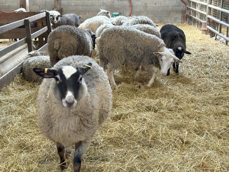 L'élevage ovin de la Ferme de Pimont comprend environ 200 animaux.