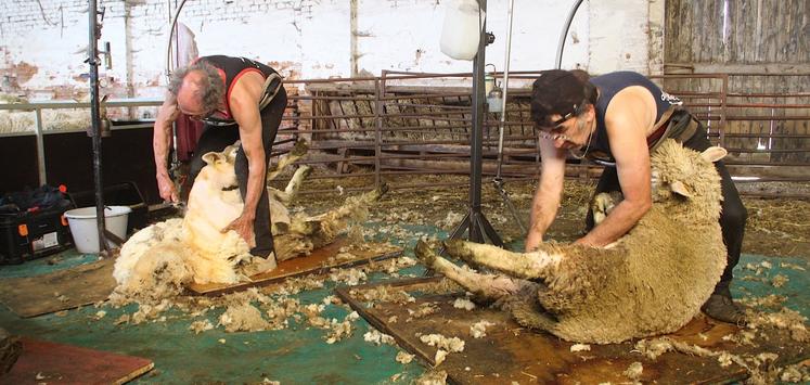 En ce 21 mai à Amécourt, ce sont 200 brebis, 50 agnelles et 11 béliers qui seront débarrassés de leur tonsure.