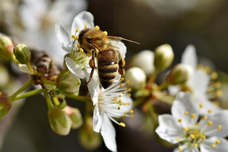 Les pollinisateurs jouent un rôle crucial dans les agroécosystèmes.