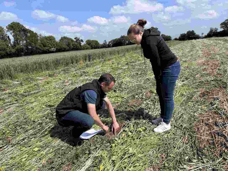 Gabriele Fortino, référent des systèmes de cultures, et Marie Plessy, directrice de la Blanche Maison, suivent les différents essais que les visiteurs pourront découvrir lors des Prairiales 2025.
