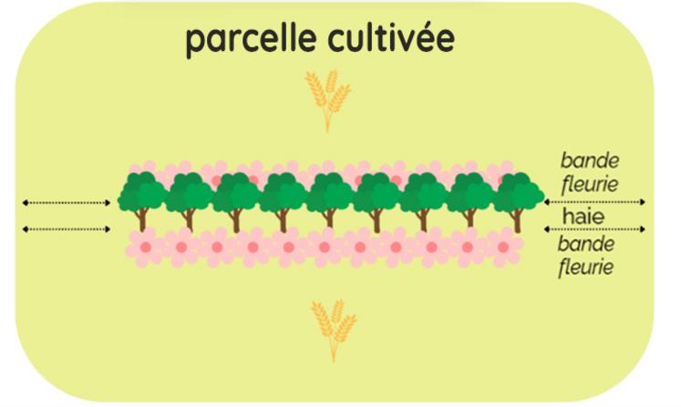 Implantant, sur 10 ha, chez Loïc d'un dispositif haie/bande fleurie en intraparcellaire.