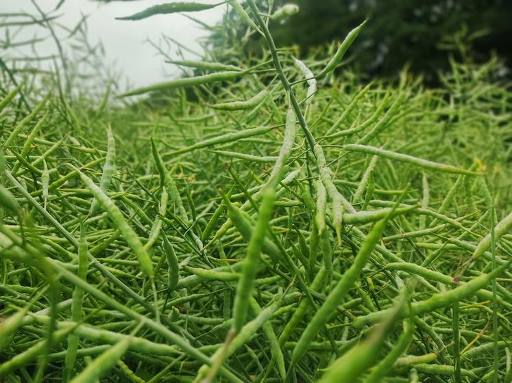 Colzas siliques sains tardifs à Tôtes.