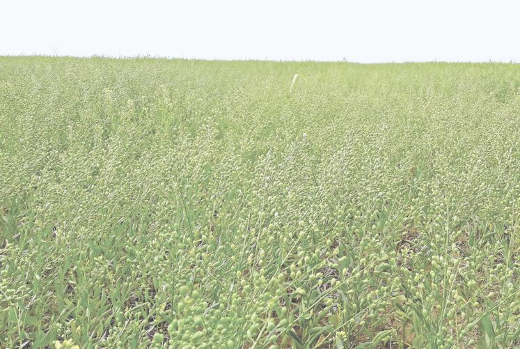 Pour maximiser ses chances de succès, il est recommandé de disposer d'une parcelle propre au moment du semis de la caméline et de gérer efficacement les repousses d'orge par la suite. 