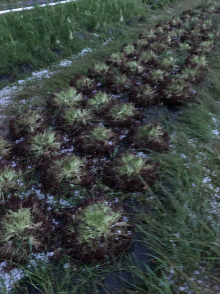 Déchiquetées, les salades sont toutes impropres à la consommation.