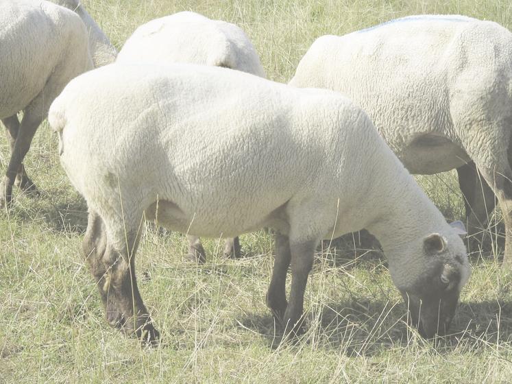 Si les brebis sont en bon état, le flushing n'est pas indispensable mais elles doivent impérativement le maintenir au cours de la lutte.