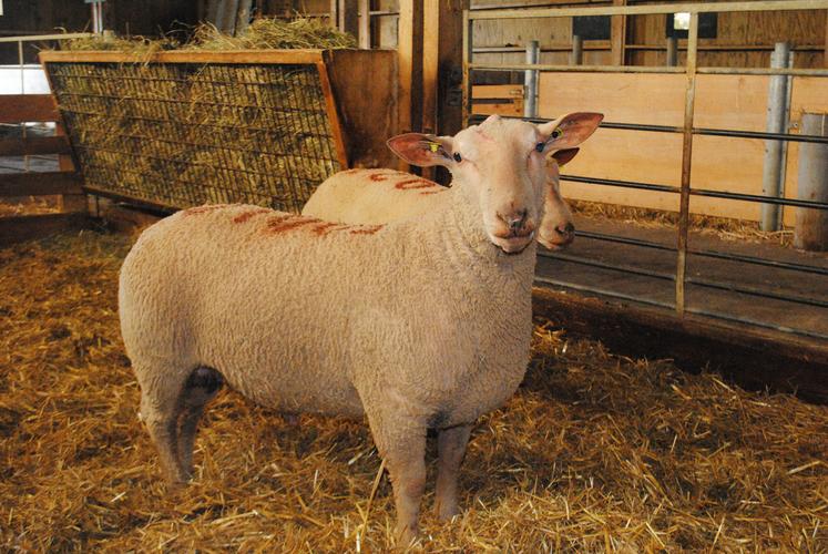 La génétique est un des leviers pour lutter contre la résistance des strongles digestifs aux antiparasitaires.